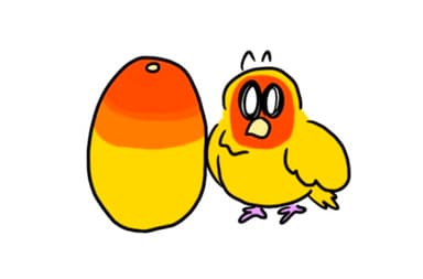 모란앵무
