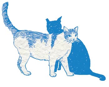 고냉이