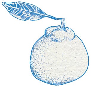 한라봉